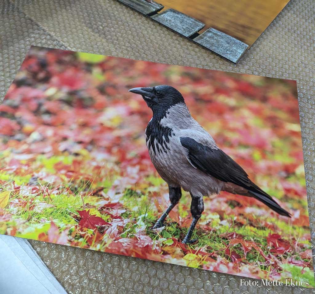 Nærbilde av UV-print på aluplate – matt og stilrent uttrykk